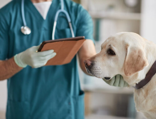Los veterinarios de Castilla-La Mancha vacunarán contra la rabia de forma gratuita a las mascotas de refugiados ucranianos
